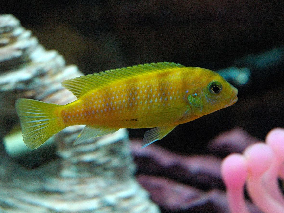 freshwater fish - metriaclima lombardoi - kenyi cichlid stocking in 55 gallons tank - This is Kenny the Kenyi cichlid when he was just a young lad!