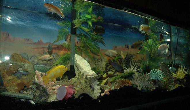 55 gallons freshwater fish tank (mostly fish and non-living decorations) - this is my 55 gallon Mbuna tank, it's decorated a bit differently then most but I totally love color. ;]