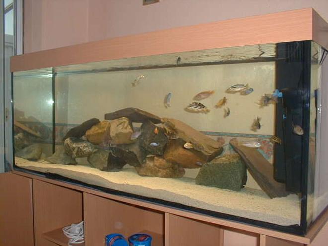 90 gallons freshwater fish tank (mostly fish and non-living decorations) - 400 litre malawi cichlid tank