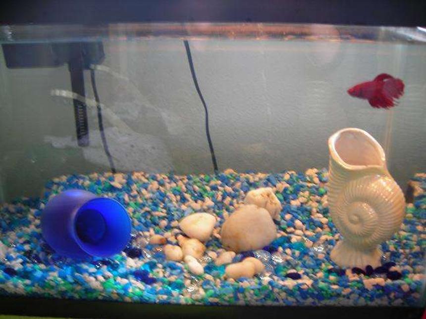 Rated #563: 10 Gallons Freshwater Fish Tank - 10 Gallon tank.

Blue and White gravel.

1 red male betta (brian).

Whisper filter.

I made a tunnel (with a well cleaned pipe), you can see it towards the back...

Brian tends to stay at the top of the tank but at night he will explore the tunnel and the other decorations at the bottom.