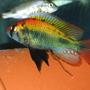 freshwater fish - haplochromis sp. stocking in 100 gallons tank - Hap Ruby Green
