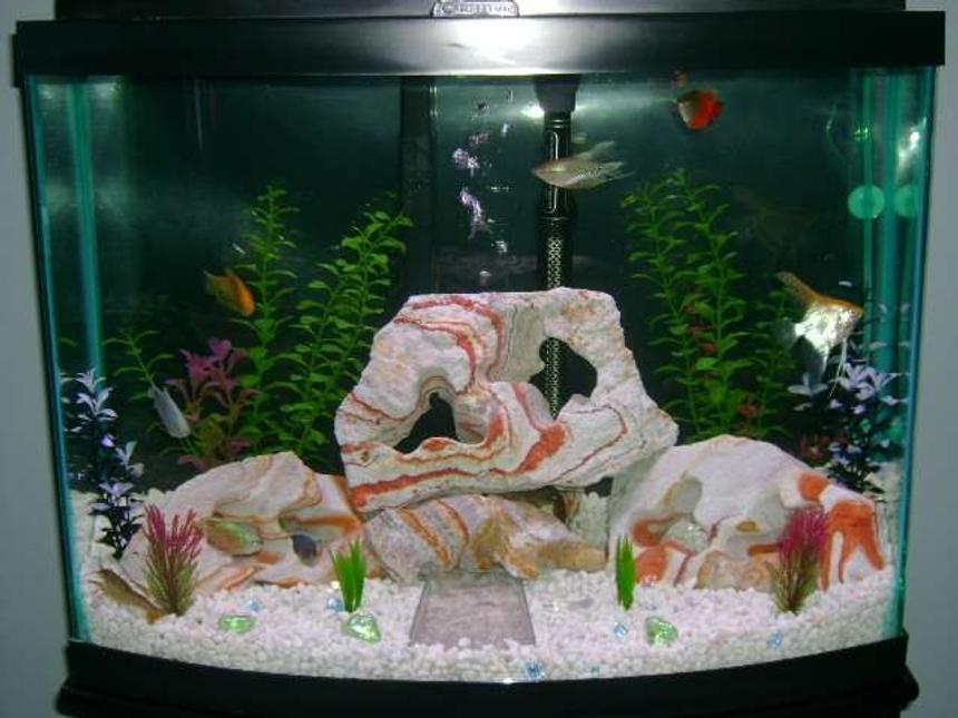 Rated #299: 28 Gallons Freshwater Fish Tank - My First Tank!