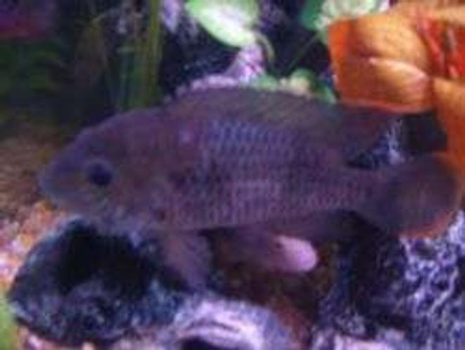 freshwater fish - aequidens rivulatus - green terror stocking in 55 gallons tank - My green terror
