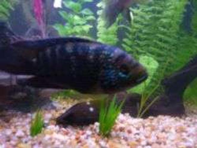 freshwater fish - nandopsis octofasciatum - jack dempsey stocking in 55 gallons tank - My large Jack Dempsey