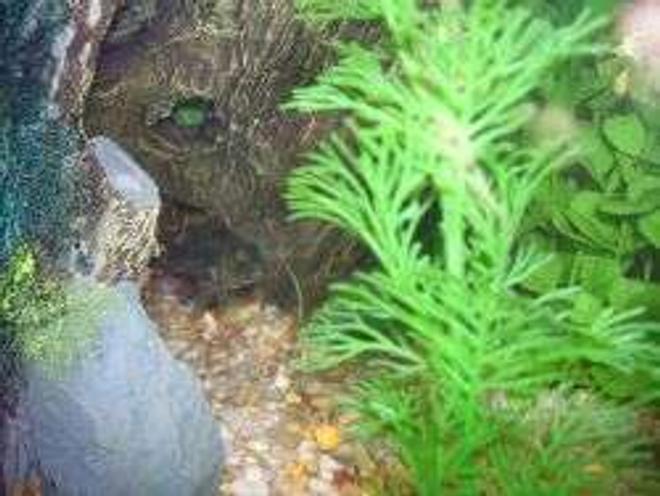 55 gallons freshwater fish tank (mostly fish and non-living decorations) - Hi my name Squirt.I kno im a cichlid but i dont know what kind i am can u please help me out!!!!  I may be small and nice when the light is on but im a lil terror when the lights go off.i fight with the 4 jewel cichlids and they all back off.