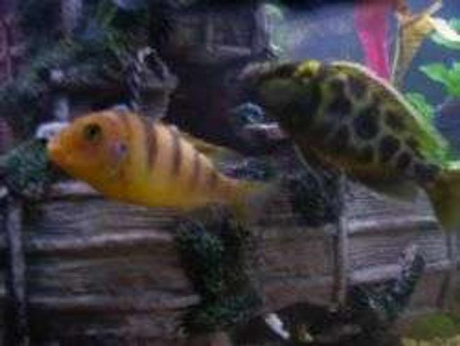 freshwater fish - metriaclima lombardoi - kenyi cichlid stocking in 55 gallons tank - a few of my cichlids