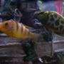 freshwater fish - metriaclima lombardoi - kenyi cichlid stocking in 55 gallons tank - a few of my cichlids