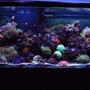 90 gallons reef tank (mostly live coral and fish) - My 90 gallon Mixed Reef