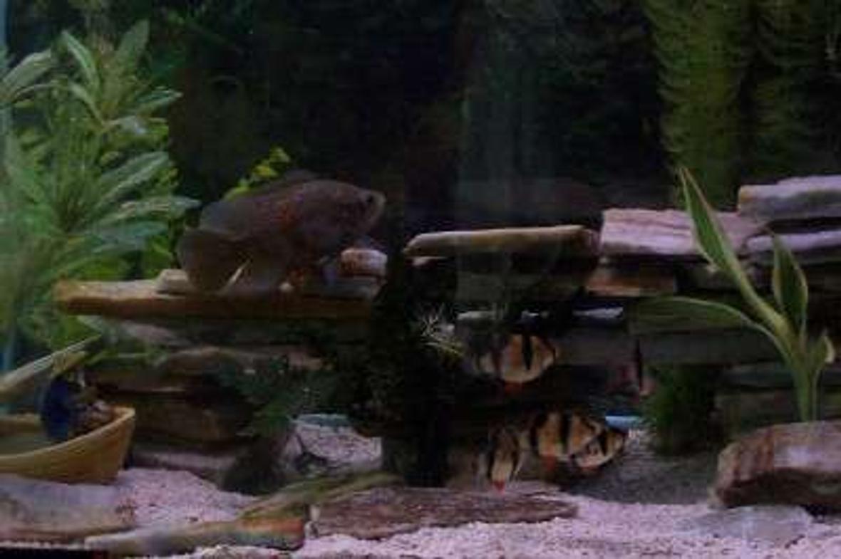 55 gallons freshwater fish tank (mostly fish and non-living decorations) - new