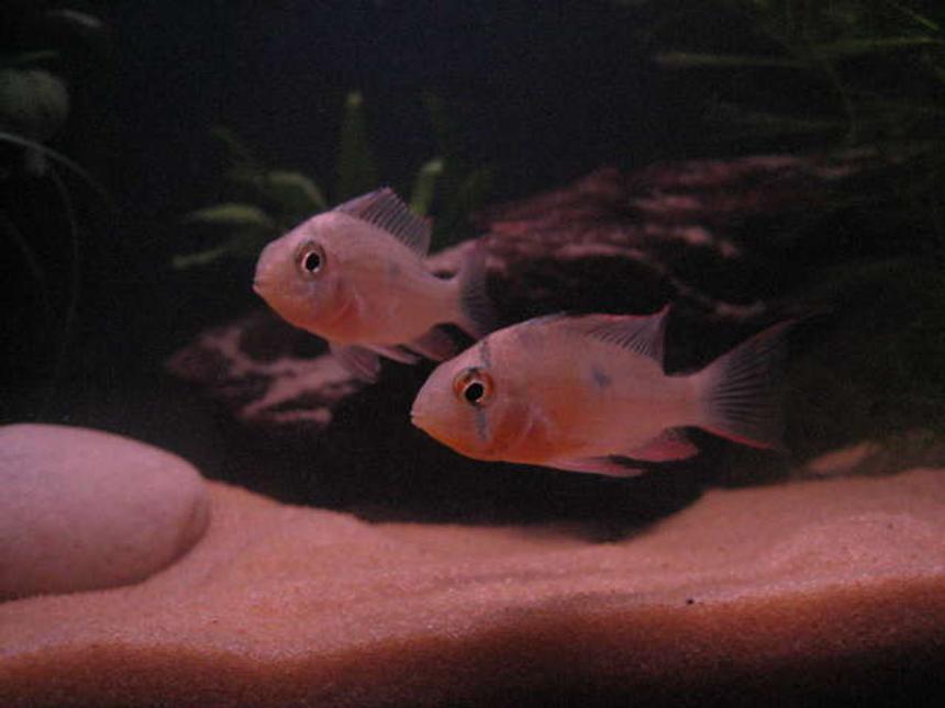Rated #1822: Freshwater Fish - Microgeophagus Altispinosa - Bolivian Ram Stocking In 20 Gallons Tank - My 2 Bolivian Rams!