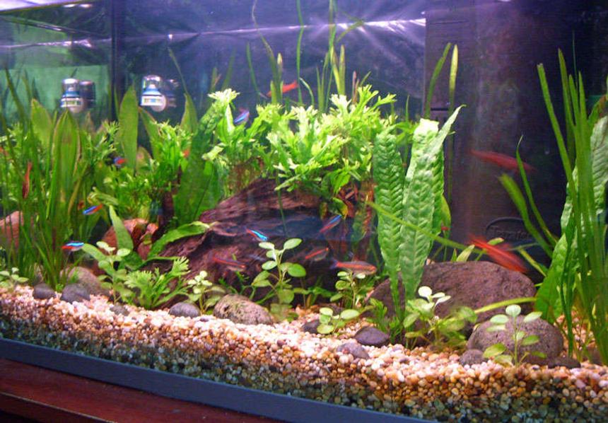 Rated #155: Freshwater Fish Tank - Communtity Updated