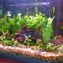 freshwater fish tank (mostly fish and non-living decorations) - Communtity Updated