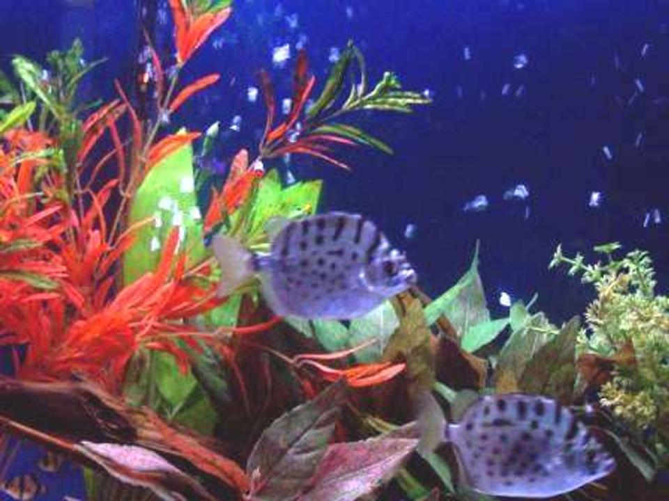 freshwater fish - scatophagus multifasciatus - silver scat stocking in 29 gallons tank - Silver Scats