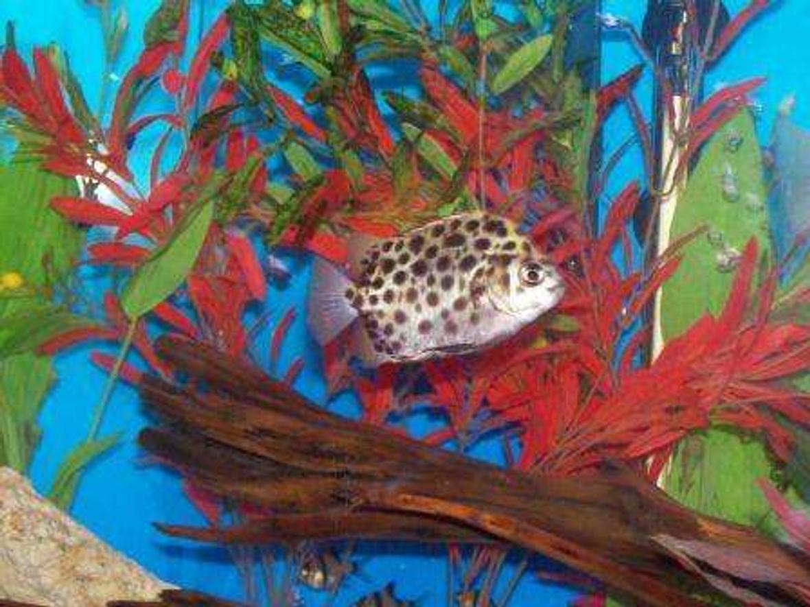 freshwater fish - scatophagus argus - ruby scat stocking in 29 gallons tank - Green Spotted Scat
