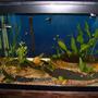 65 gallons planted tank (mostly live plants and fish) - 65 Gallon semi planted with slate stone work