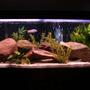 55 gallons freshwater fish tank (mostly fish and non-living decorations) - el natural