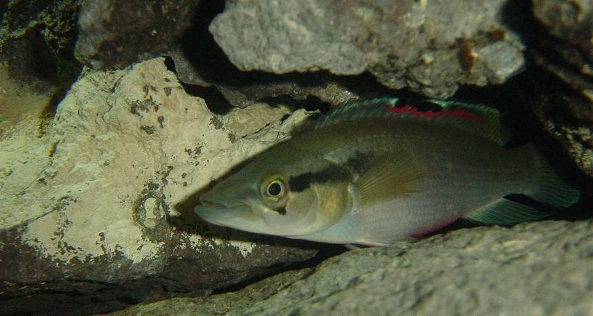 Rated #2009: Freshwater Fish - Crenichichla Proteus - Pike Cichlid Stocking In 125 Gallons Tank - My crenicichla proteus.