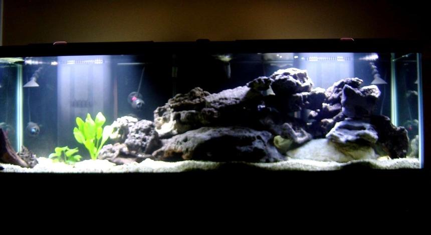 Rated #61: 125 Gallons Freshwater Fish Tank - My 125 gallon cichlid tank.  It contains 2 ruby red peacocks, red top zebra, 2 johannis, crenicichla proteus, and a pleco.  The tank is still under construction, so more fish will be coming and going.