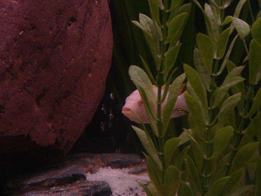 Rated #2355: Freshwater Fish - Pseudotropheus Socolofi - Albino Socolofi Stocking In 55 Gallons Tank - well this is my pride and joy he is so entertaining to watch.His name is SAGUA.,and he is an albino ice blue cichlid and has quite a personality let me know what you guys think.