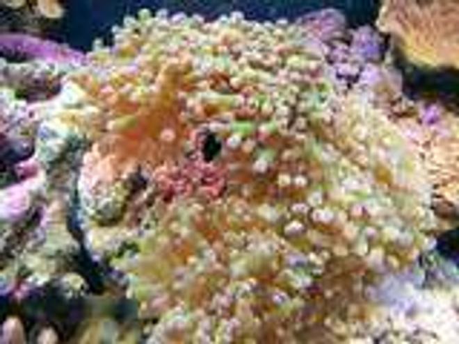corals inverts - euphyllia paradivisa - frogspawn coral stocking in 55 gallons tank - My Metallic Frogspawn