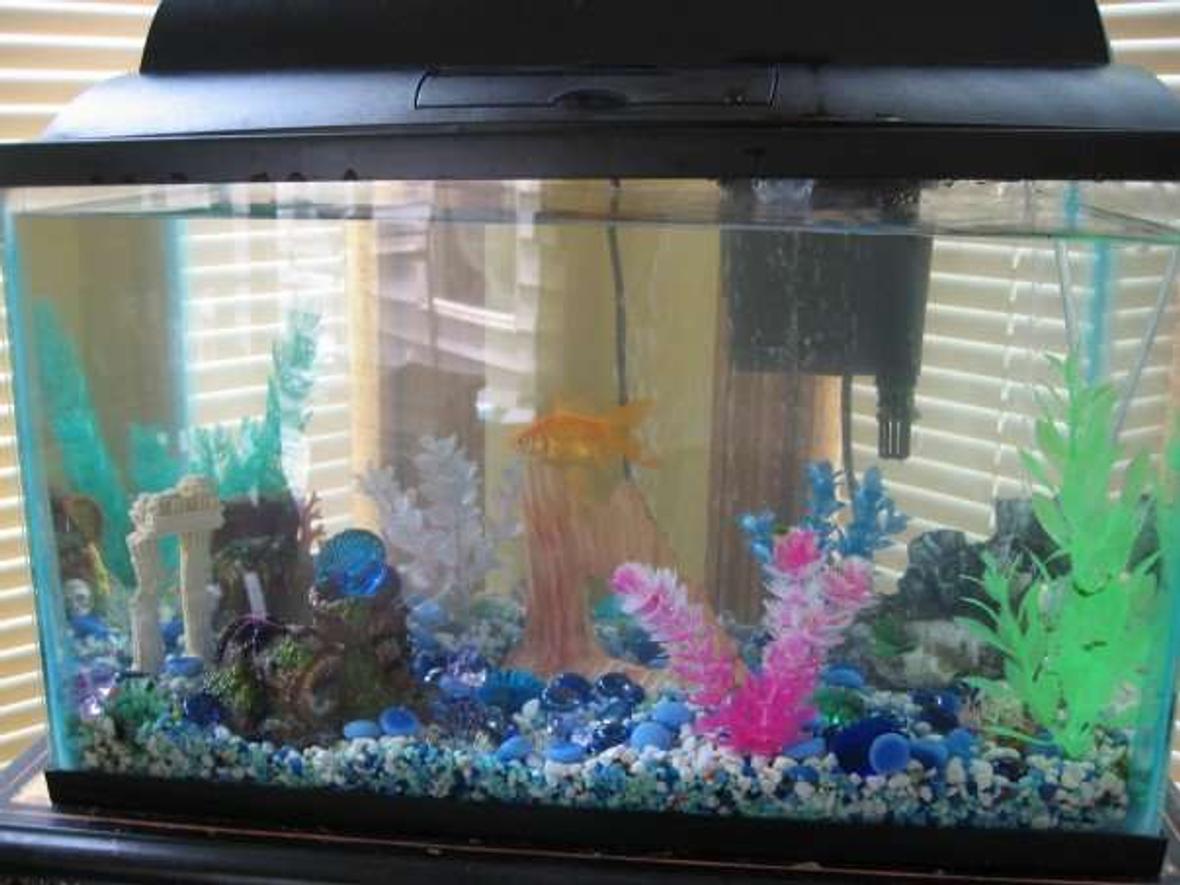 10 gallons freshwater fish tank (mostly fish and non-living decorations) - The fish tank