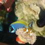 saltwater fish - acanthurus leucosternon - powder blue tang stocking in 55 gallons tank - powder blue tang, clown fish, and coral beauty angel fish with bulb anemoni
