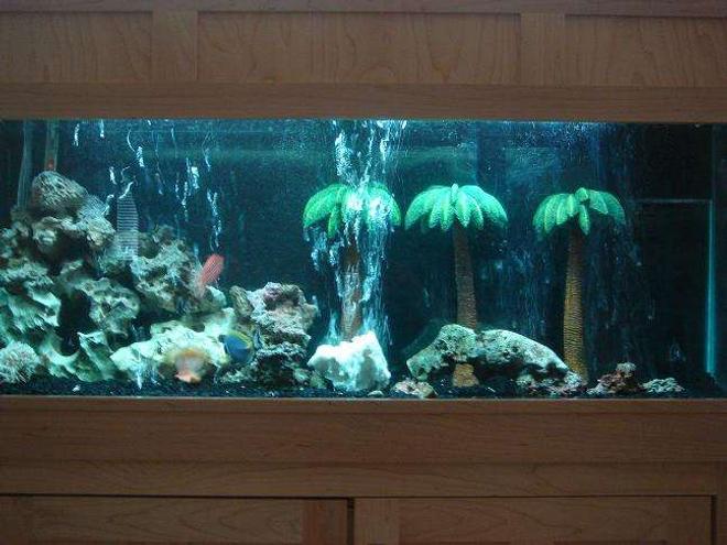 55 gallons saltwater fish tank (mostly fish, little/no live coral) - fish tank from a distance