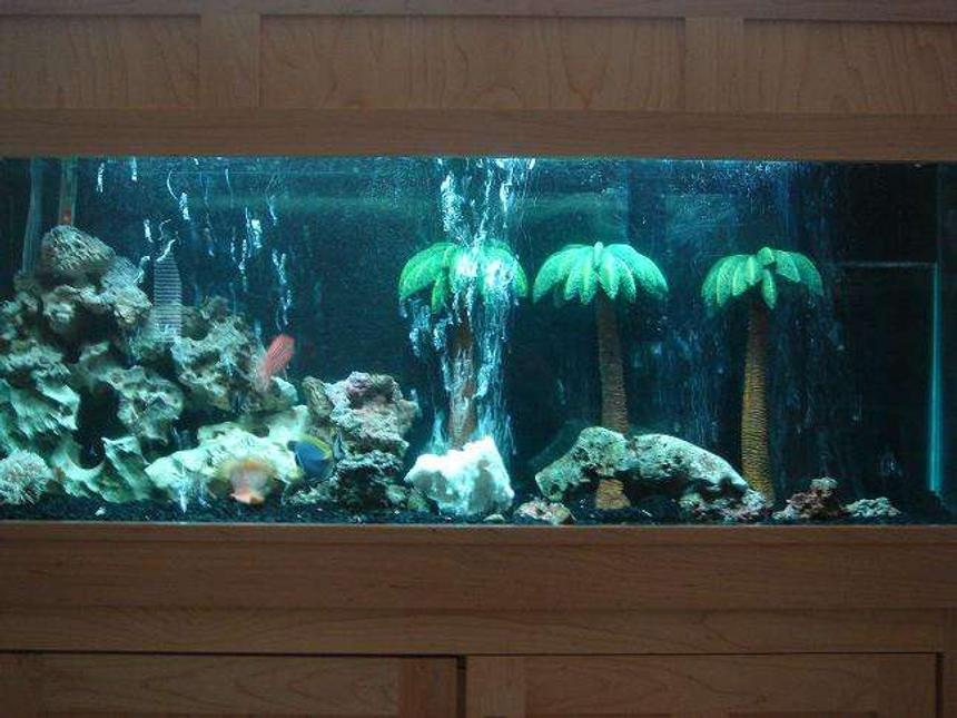 Rated #91: 55 Gallons Saltwater Fish Tank - fish tank from a distance