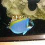 saltwater fish - acanthurus leucosternon - powder blue tang stocking in 55 gallons tank - powder blue tang with clown fish