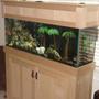 fish tank picture - tank at an angle