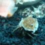 corals inverts - calcinus elegans - electric blue hermit crab stocking in 55 gallons tank - hermitt crab