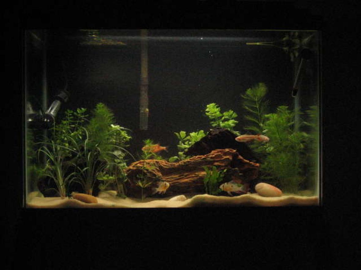 20 gallons planted tank (mostly live plants and fish) - 20 Gallon Planted Bolivian Ram tank