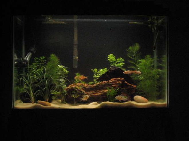 20 gallons planted tank (mostly live plants and fish) - 20 Gallon Planted Bolivian Ram tank