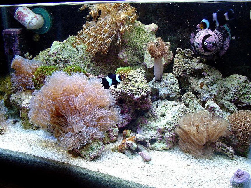 Rated #99: 180 Gallons Reef Tank - 10g Nano Reef