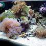 180 gallons reef tank (mostly live coral and fish) - 10g Nano Reef