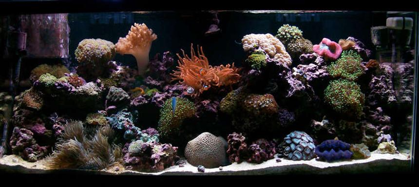 Rated #32: 55 Gallons Reef Tank - 2 year old fully mixed 55gal