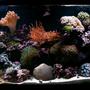 55 gallons reef tank (mostly live coral and fish) - 2 year old fully mixed 55gal