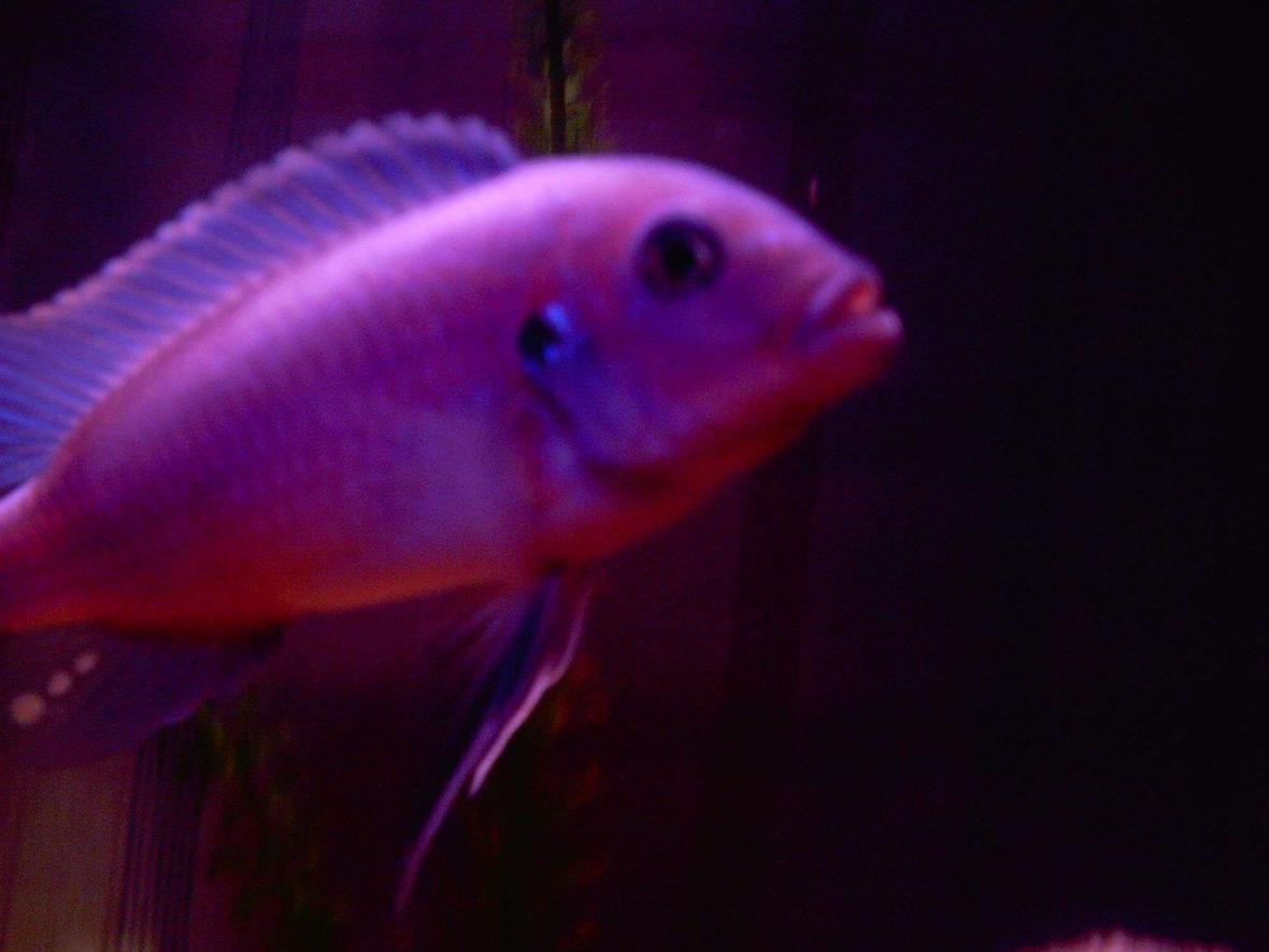 freshwater fish - copadichromis borleyi - yellowfin borleyi cichlid stocking in 29 gallons tank - my tanks boss