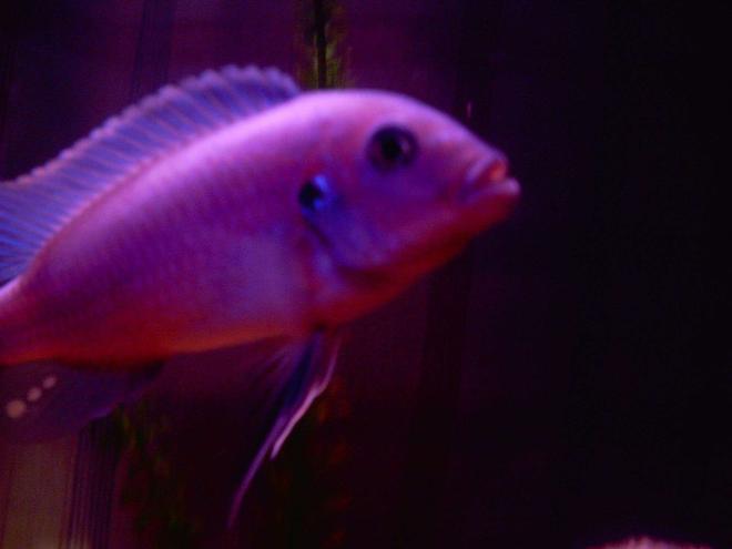 freshwater fish - copadichromis borleyi - yellowfin borleyi cichlid stocking in 29 gallons tank - my tanks boss