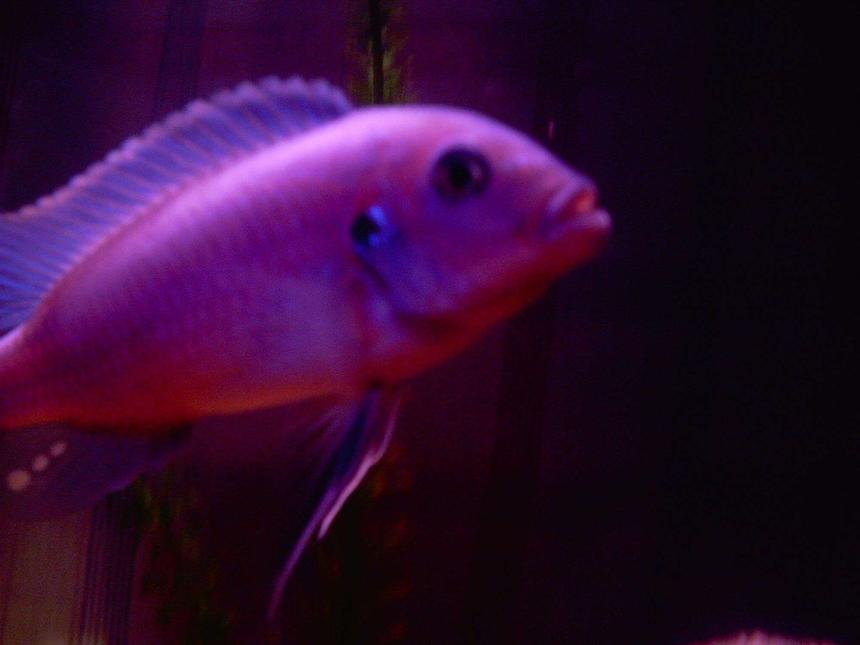 Rated #1890: Freshwater Fish - Copadichromis Borleyi - Yellowfin Borleyi Cichlid Stocking In 29 Gallons Tank - my tanks boss