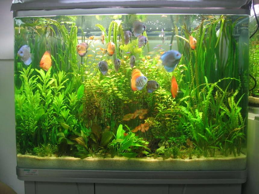 Rated #560: 85 Gallons Planted Tank - my tank