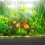 fish tank picture - my tank 2