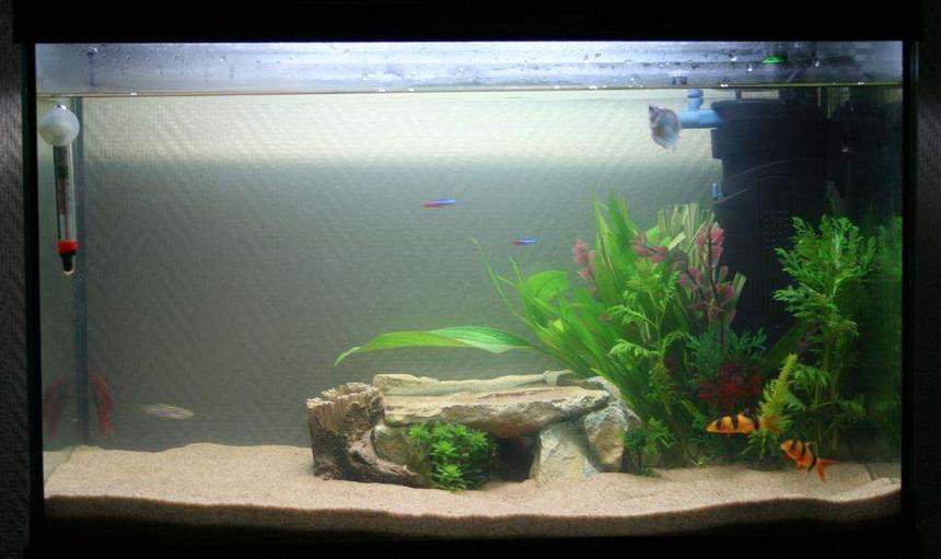 Rated #478: 1 Gallon Freshwater Fish Tank - Funky tank with a discus cave