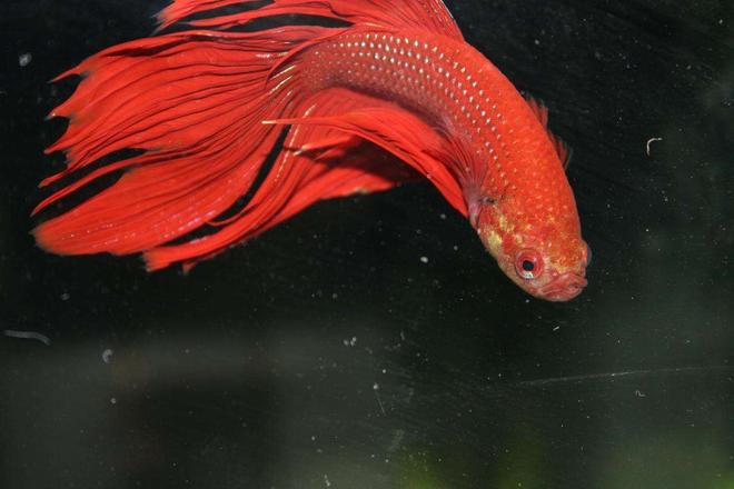 freshwater fish - betta splendens - betta - male stocking in 1 gallon tank - hardcore siamese fight fish