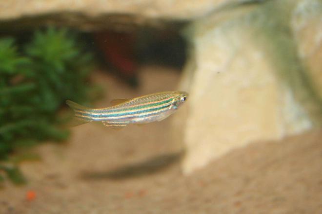 freshwater fish - danio rerio - zebra danio stocking in 1 gallon tank - little fish
