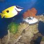 saltwater fish - siganus unimaculatus - one spot foxface stocking in 110 gallons tank - Trigger and Foxface