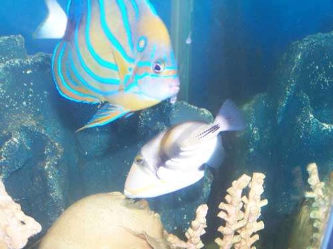 saltwater fish - rhinecanthus aculeatus - humu picasso triggerfish stocking in 110 gallons tank - My angel and trigger.