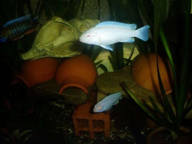 freshwater fish - pseudotropheus socolofi - albino socolofi stocking in 70 gallons tank - cichlid