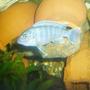 freshwater fish - metriaclima callainos - cobalt blue zebra cichlid stocking in 70 gallons tank - cichlid malawi