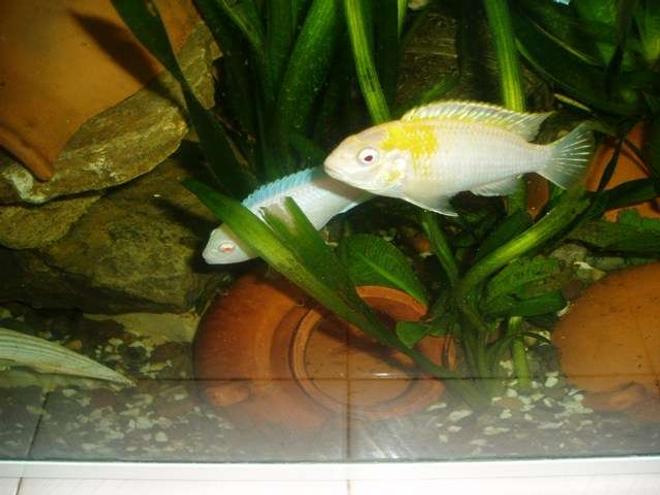 freshwater fish - labidochromis sp. perlmutt - perlmutt cichlid stocking in 70 gallons tank - cichlid malawi